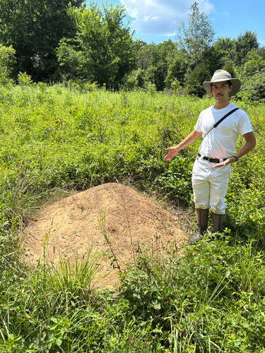 Allegheny Mound Ant photo 3