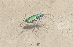 Ellipsoptera marutha