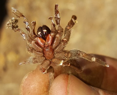 Brachionopus pretoriae