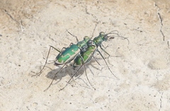 Ellipsoptera marutha