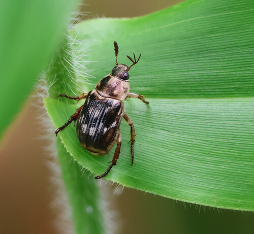 Oriental Beetle, photo 4 of 8