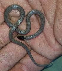 Aparallactus capensis capensis