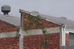 Nicotiana glauca