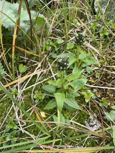 alpine rattlesnake root (Nabalus boottii)