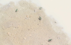 Ellipsoptera marutha