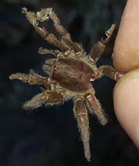 Brachionopus pretoriae