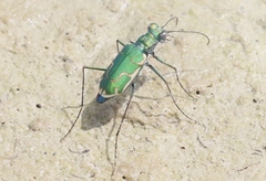 Ellipsoptera marutha