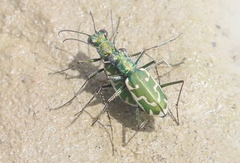 Ellipsoptera marutha