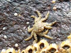 Neohymenicus pubescens