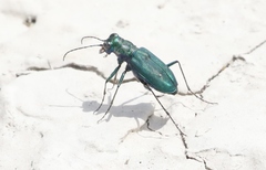 Cicindela nigrocoerulea