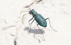 Cicindela nigrocoerulea