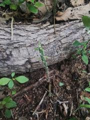 Pereskiopsis kellermanii