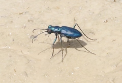 Cicindela nigrocoerulea
