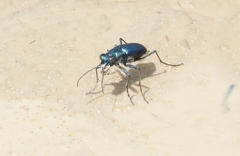 Cicindela nigrocoerulea