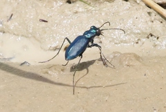 Cicindela nigrocoerulea