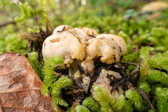 Cantharellus subalbidus