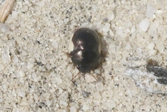 Cydnoides albipennis
