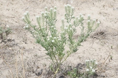 Lepidium thurberi
