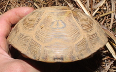 Speke's Hinge-Back Tortoise photo 5