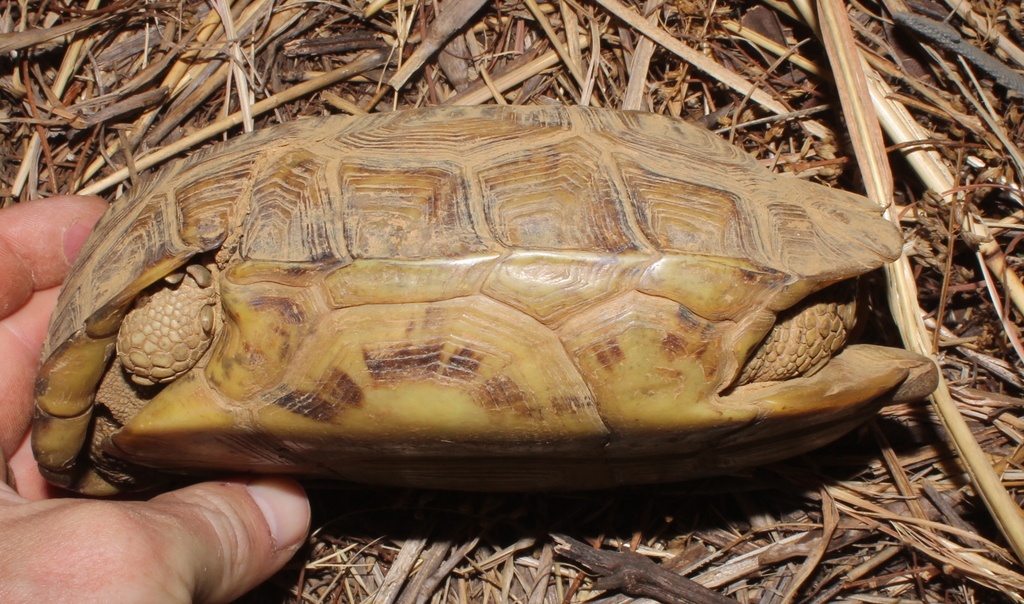 Speke's Hinge-Back Tortoise