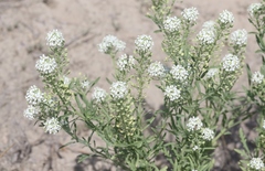 Lepidium thurberi