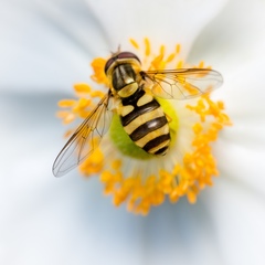 Syrphus knabi