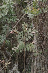 Hippobromus pauciflorus