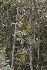 Hippobromus pauciflorus