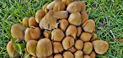 Coprinellus micaceus