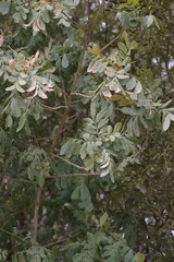 Hippobromus pauciflorus