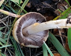 Coprinellus micaceus