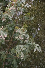 Hippobromus pauciflorus