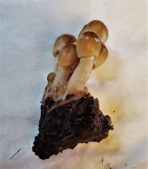 Coprinellus micaceus
