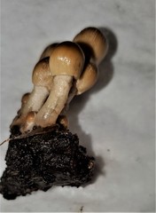 Coprinellus micaceus