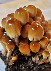 Coprinellus micaceus
