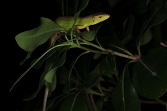 Takydromus septentrionalis