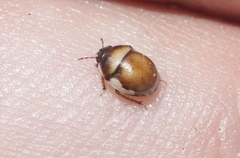 Cydnoides albipennis