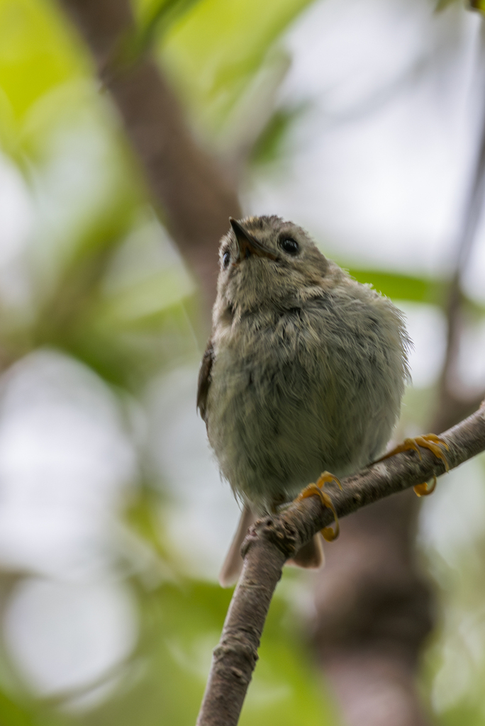Goldcrest (Santa Maria)