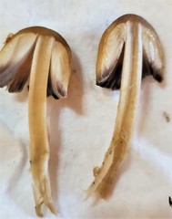 Coprinellus micaceus