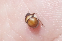 Cydnoides albipennis