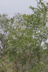 Ptaeroxylon obliquum
