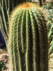 Cephalocereus polylophus