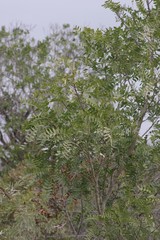 Ptaeroxylon obliquum