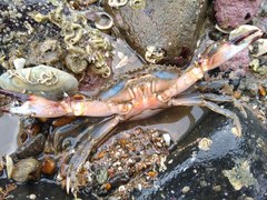Charybdis japonica