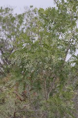 Ptaeroxylon obliquum