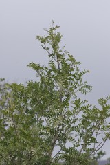 Ptaeroxylon obliquum
