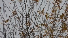 Spinus tristis