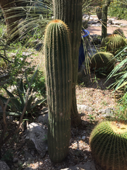 Cephalocereus polylophus
