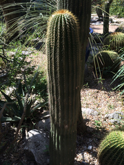Cephalocereus polylophus