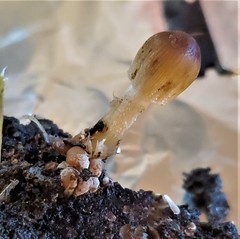 Coprinellus micaceus